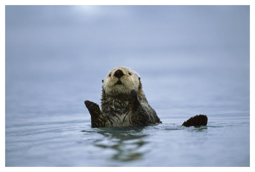 Sea Otter, Prince William Sound, Alaska-Paper Art-50,,X34,,