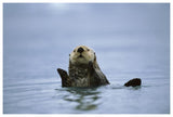 Sea Otter, Prince William Sound, Alaska-Paper Art-62,,X42,,