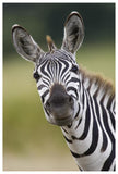 Burchell'S Zebra Portrait, Masai Mara, Kenya-Paper Art-42,,X62,,