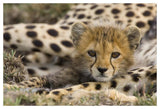Cheetah Cub Portrait, Maasai Mara Reserve, Kenya-Paper Art-50,,X34,,