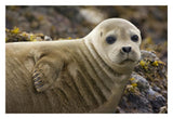 Harbor Seal Portrait, Katmai National Park, Alaska-Paper Art-32,,X22,,