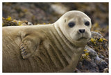 Harbor Seal Portrait, Katmai National Park, Alaska-Paper Art-50,,X34,,