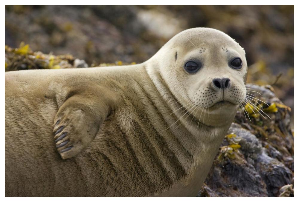 Harbor Seal Portrait, Katmai National Park, Alaska-Paper Art-62,,X42,,