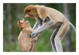 Proboscis Monkey Juveniles Playing, Sabah, Malaysia-Paper Art-26,,X18,,