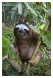 Brown-Throated Three-Toed Sloth Male, Aviarios Sloth Sanctuary, Costa Rica-Paper Art-26,,X38,,