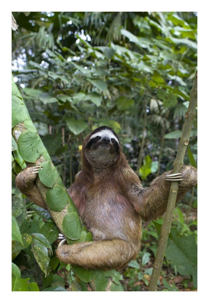 Brown-Throated Three-Toed Sloth Male, Aviarios Sloth Sanctuary, Costa Rica-Paper Art-18,,X26,,