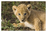 African Lion Five Week Old Cub, Vulnerable, Masai Mara National Reserve, Kenya-Paper Art-20,,X14,,