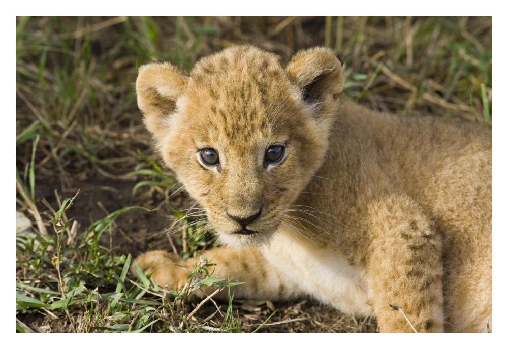 African Lion Five Week Old Cub, Vulnerable, Masai Mara National Reserve, Kenya-Paper Art-32,,X22,,