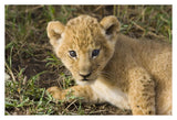 African Lion Five Week Old Cub, Vulnerable, Masai Mara National Reserve, Kenya-Paper Art-38,,X26,,