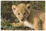 African Lion Five Week Old Cub, Vulnerable, Masai Mara National Reserve, Kenya-Paper Art-62,,X42,,