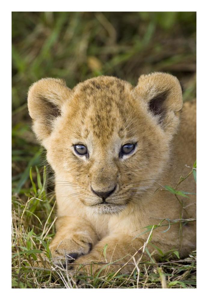 African Lion Five Week Old Cub, Vulnerable, Masai Mara National Reserve, Kenya-Paper Art-18,,X26,,