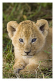 African Lion Five Week Old Cub, Vulnerable, Masai Mara National Reserve, Kenya-Paper Art-22,,X32,,