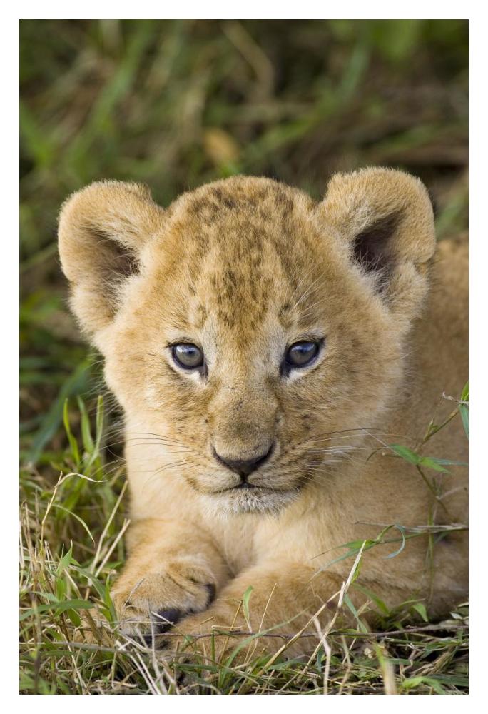 African Lion Five Week Old Cub, Vulnerable, Masai Mara National Reserve, Kenya-Paper Art-26,,X38,,
