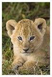African Lion Five Week Old Cub, Vulnerable, Masai Mara National Reserve, Kenya-Paper Art-26,,X38,,