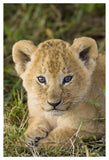 African Lion Five Week Old Cub, Vulnerable, Masai Mara National Reserve, Kenya-Paper Art-34,,X50,,
