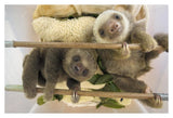 Hoffmann'S Two-Toed Sloth Orphaned Babies, Aviarios Sloth Sanctuary, Costa Rica-Paper Art-38,,X26,,