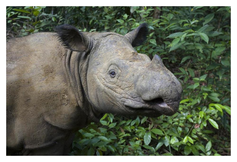 Sumatran Rhinoceros, Sumatran Rhino Sanctuary, Way Kambas National Park, Indonesia-Paper Art-20,,X14,,