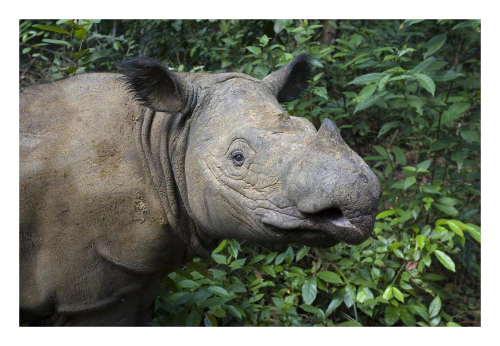 Sumatran Rhinoceros, Sumatran Rhino Sanctuary, Way Kambas National Park, Indonesia-Paper Art-26,,X18,,