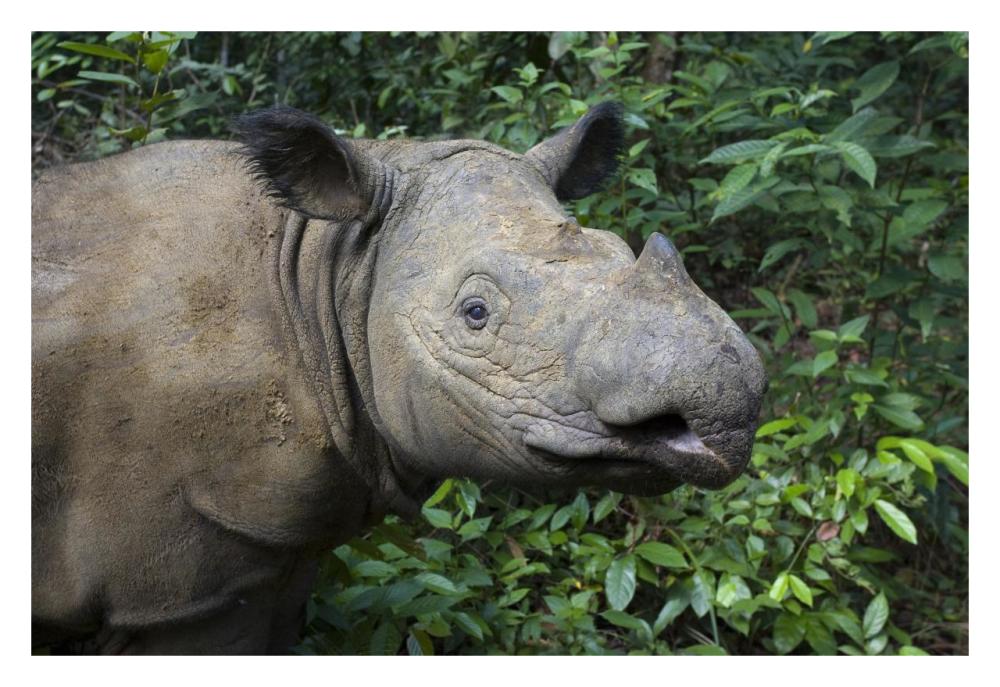 Sumatran Rhinoceros, Sumatran Rhino Sanctuary, Way Kambas National Park, Indonesia-Paper Art-32,,X22,,