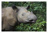 Sumatran Rhinoceros, Sumatran Rhino Sanctuary, Way Kambas National Park, Indonesia-Paper Art-32,,X22,,