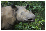 Sumatran Rhinoceros, Sumatran Rhino Sanctuary, Way Kambas National Park, Indonesia-Paper Art-50,,X34,,
