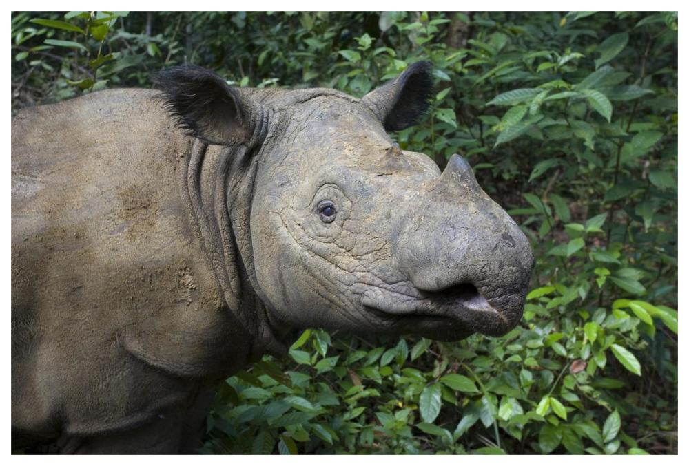 Sumatran Rhinoceros, Sumatran Rhino Sanctuary, Way Kambas National Park, Indonesia-Paper Art-62,,X42,,