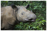 Sumatran Rhinoceros, Sumatran Rhino Sanctuary, Way Kambas National Park, Indonesia-Paper Art-62,,X42,,