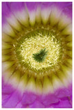 Lace Hedgehog Cactus Flower Detail Showing Pistil And Stamens, Red Corral Ranch, Texas-Paper Art-42,,X62,,