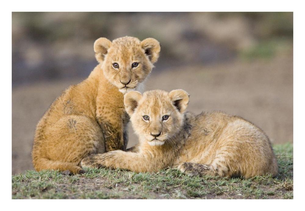 African Lion Four To Five Week Old Cubs, Vulnerable, Masai Mara National Reserve, Kenya-Paper Art-26,,X18,,