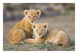 African Lion Four To Five Week Old Cubs, Vulnerable, Masai Mara National Reserve, Kenya-Paper Art-26,,X18,,