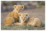 African Lion Four To Five Week Old Cubs, Vulnerable, Masai Mara National Reserve, Kenya-Paper Art-50,,X34,,
