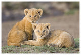 African Lion Four To Five Week Old Cubs, Vulnerable, Masai Mara National Reserve, Kenya-Paper Art-62,,X42,,