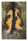 Brown-Throated Three-Toed Sloth Back Of Mature Male, Aviarios Sloth Sanctuary, Costa Rica-Paper Art-18,,X26,,
