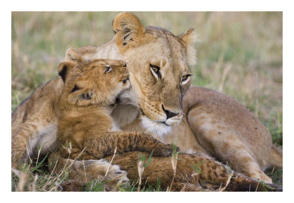 African Lion Mother And Young Cubs, Masai Mara National Reserve, Kenya-Paper Art-26,,X18,,