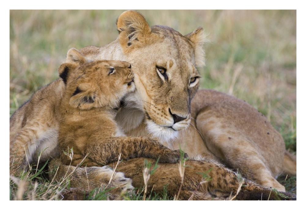 African Lion Mother And Young Cubs, Masai Mara National Reserve, Kenya-Paper Art-32,,X22,,