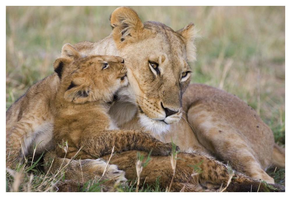 African Lion Mother And Young Cubs, Masai Mara National Reserve, Kenya-Paper Art-50,,X34,,