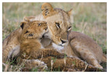 African Lion Mother And Young Cubs, Masai Mara National Reserve, Kenya-Paper Art-50,,X34,,