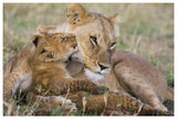 African Lion Mother And Young Cubs, Masai Mara National Reserve, Kenya-Paper Art-62,,X42,,