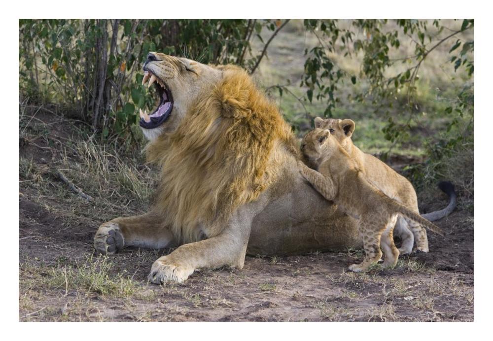 African Lion Seven To Eight Week Old Cubs Playing With Adult Male, Vulnerable, Masai Mara National Reserve, Kenya-Paper Art-26,,