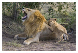 African Lion Seven To Eight Week Old Cubs Playing With Adult Male, Vulnerable, Masai Mara National Reserve, Kenya-Paper Art-38,,