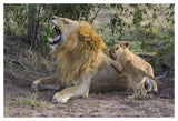 African Lion Seven To Eight Week Old Cubs Playing With Adult Male, Vulnerable, Masai Mara National Reserve, Kenya-Paper Art-50,,