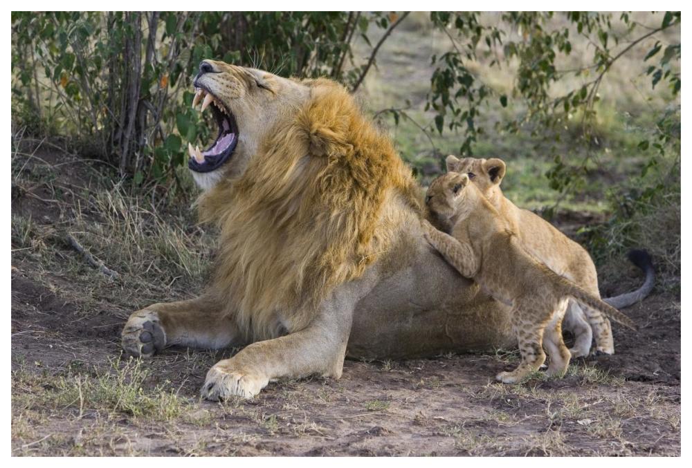 African Lion Seven To Eight Week Old Cubs Playing With Adult Male, Vulnerable, Masai Mara National Reserve, Kenya-Paper Art-62,,
