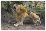 African Lion Seven To Eight Week Old Cubs Playing With Adult Male, Vulnerable, Masai Mara National Reserve, Kenya-Paper Art-62,,