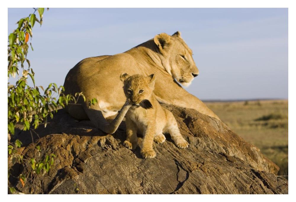 African Lion Cub Playing With Its Mother'S Tail, Vulnerable, Masai Mara National Reserve, Kenya-Paper Art-20,,X14,,