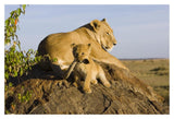 African Lion Cub Playing With Its Mother'S Tail, Vulnerable, Masai Mara National Reserve, Kenya-Paper Art-20,,X14,,