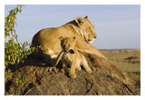 African Lion Cub Playing With Its Mother'S Tail, Vulnerable, Masai Mara National Reserve, Kenya-Paper Art-32,,X22,,