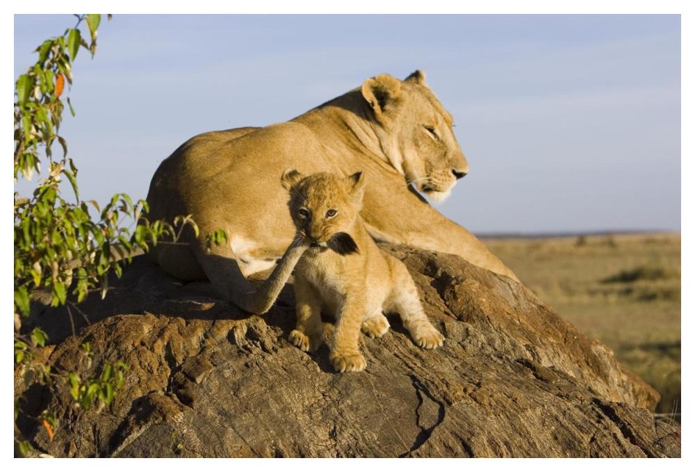 African Lion Cub Playing With Its Mother'S Tail, Vulnerable, Masai Mara National Reserve, Kenya-Paper Art-50,,X34,,