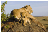 African Lion Cub Playing With Its Mother'S Tail, Vulnerable, Masai Mara National Reserve, Kenya-Paper Art-50,,X34,,