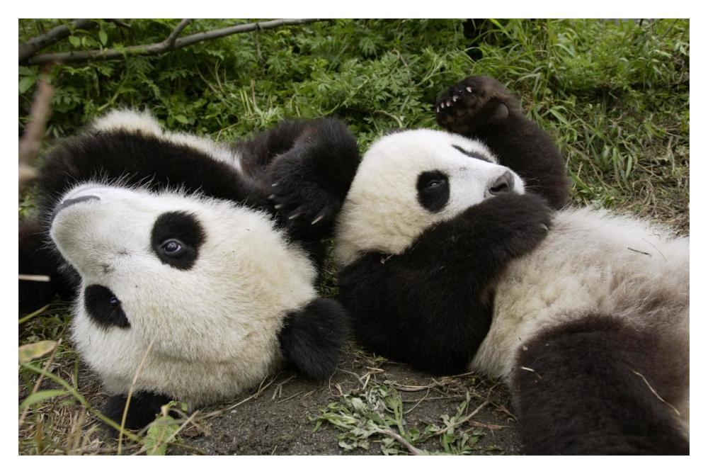 Pair Of Young Pandas Playing, Wolong Nature Reserve, China-Paper Art-20,,X14,,