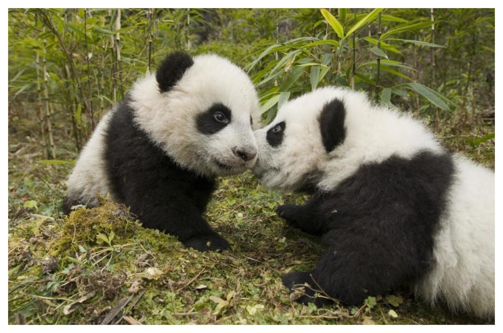 Giant Panda Two Cubs Touching Noses, Wolong Nature Reserve, China-Paper Art-62,,X42,,
